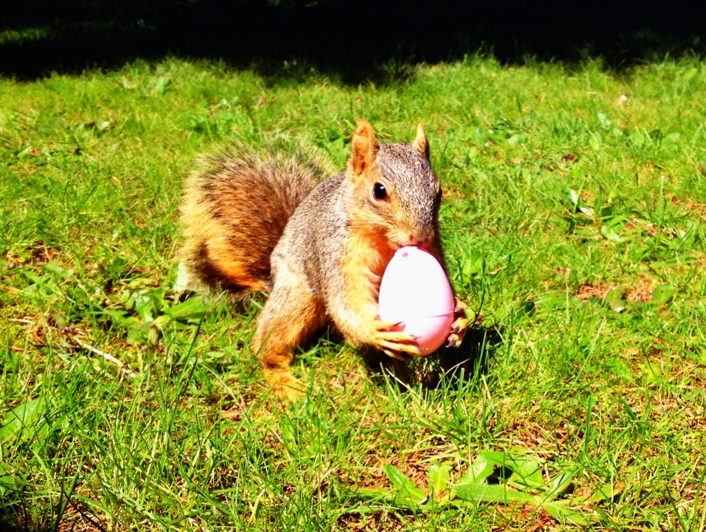 Smells like a peanut, looks like an egg. That's how I like to confuse a squirrel... By Jaklyn Larsen